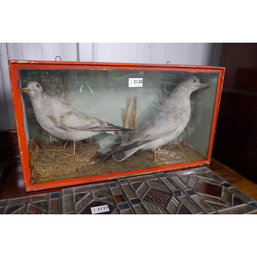 2128 - A pair of Edwardian taxidermy seaguls, cased