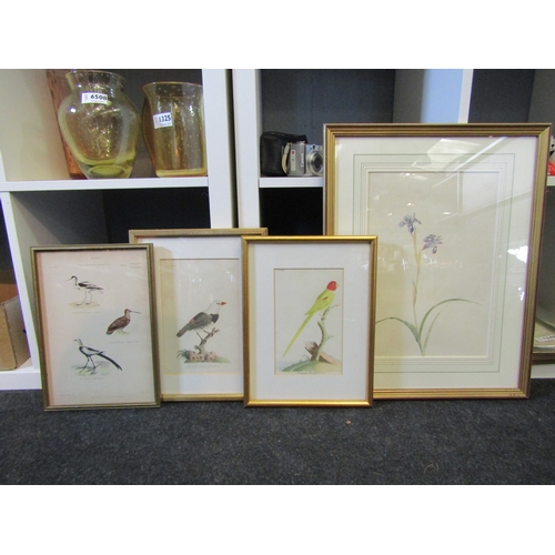 1292 - Three hand coloured engravings of birds, Jonquil Parakeet, Spotted sided Grosbeak and another 