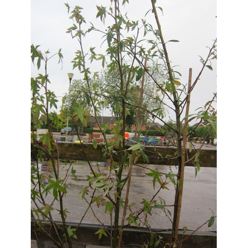 3012 - A Liquidambar Tree