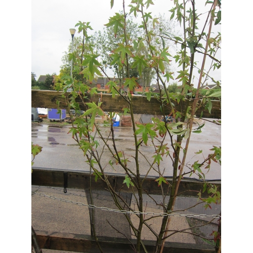 3013 - A Liquidambar Tree