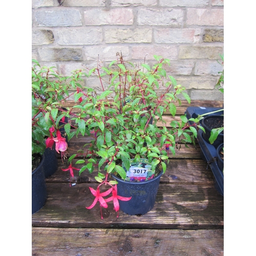 3017 - 3 hardy Fuchsia 