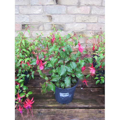 3018 - 3 hardy Fuchsia 