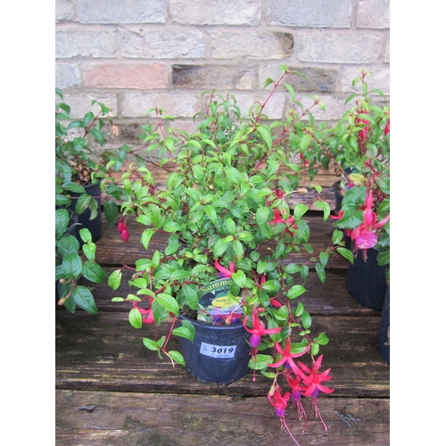 3019 - 3 hardy Fuchsia 