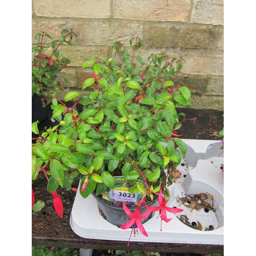 3023 - 3 mixed hardy Fuchsia