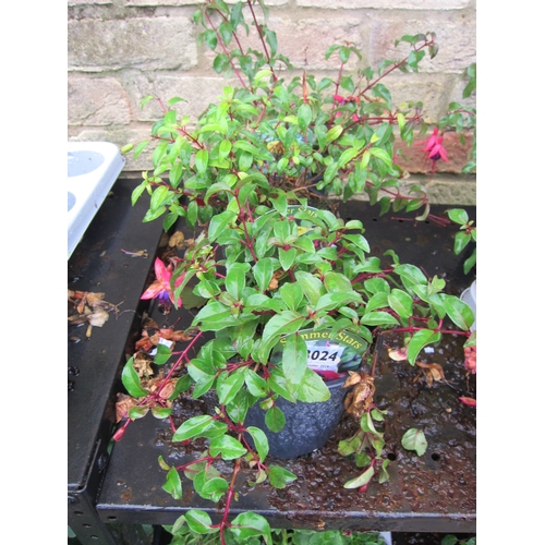 3024 - 3 mixed hardy Fuchsia