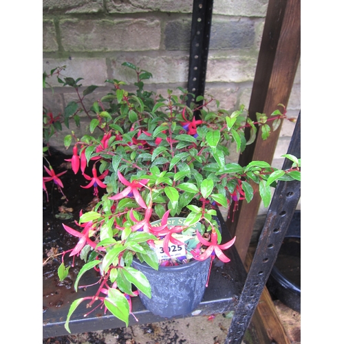 3025 - 3 mixed hardy Fuchsia