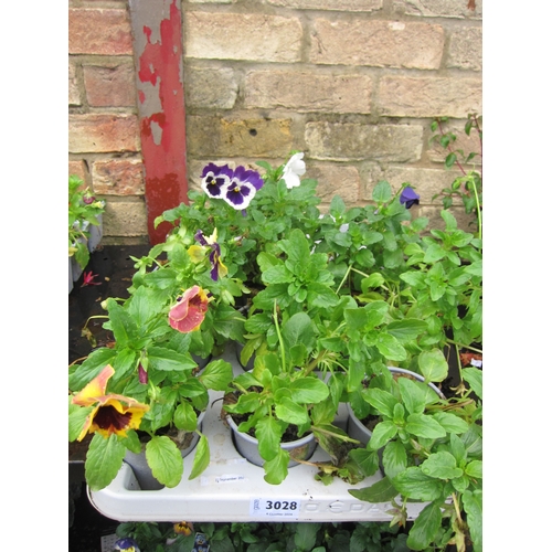 3028 - 11 Pansy pots