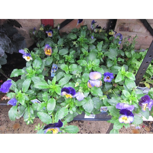 3030 - 36 Pansy 