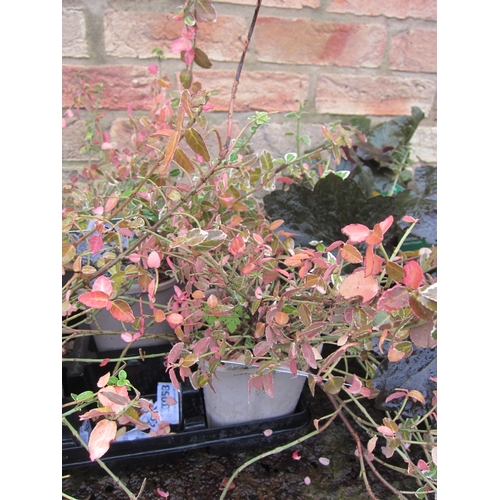 3033 - A Euonymus 