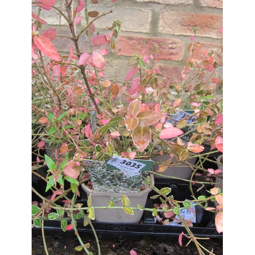 3035 - A Euonymus 