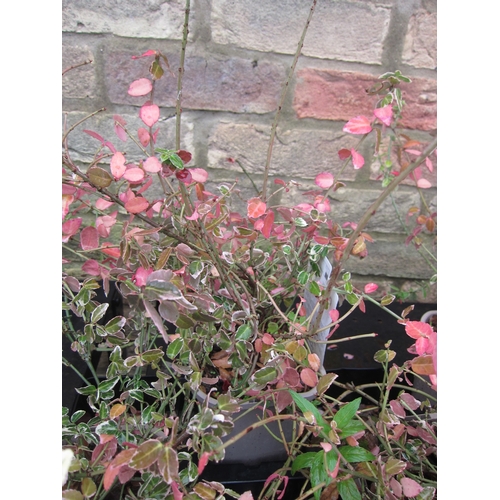 3036 - A Euonymus 