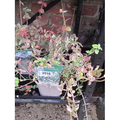 3038 - A Euonymus 