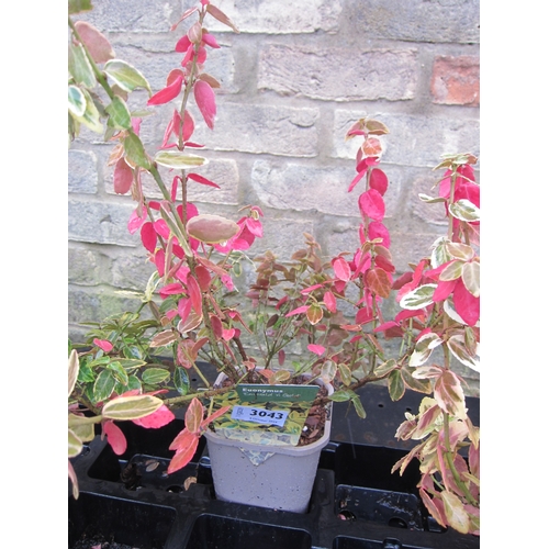 3043 - A Euonymus 