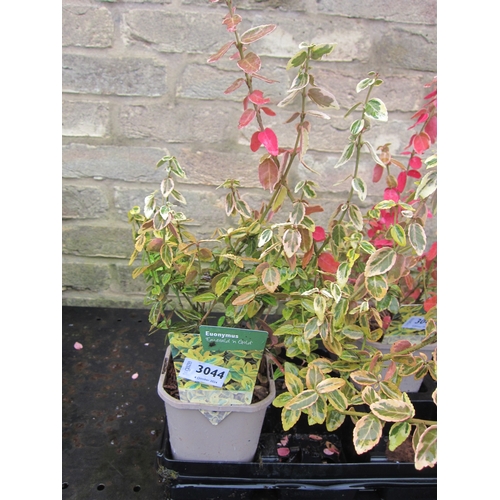 3044 - A Euonymus 