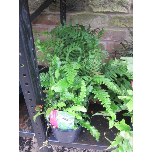 3054 - 3 mixed Ferns