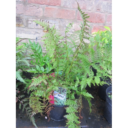 3055 - 3 mixed Ferns