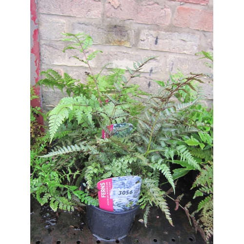 3056 - 3 mixed Ferns