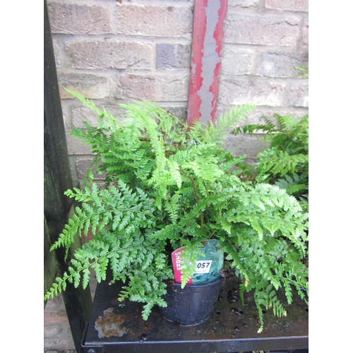 3057 - 3 mixed Ferns