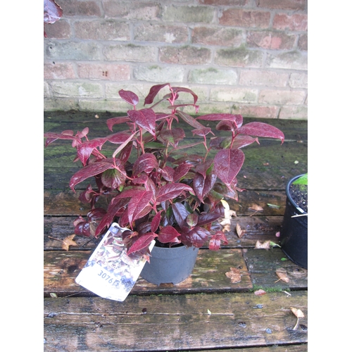 3076 - A Leucothoe 