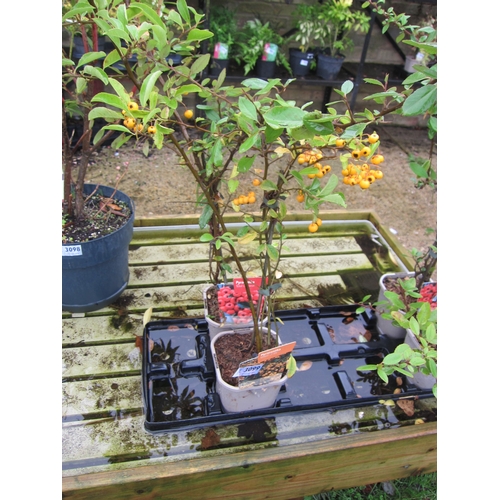 3099 - 2 Pyracantha