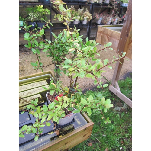 3100 - 2 Pyracantha