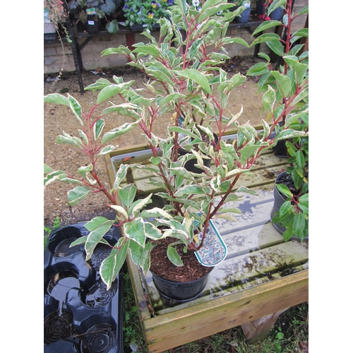 3114 - A variegated Portuguese Laurel