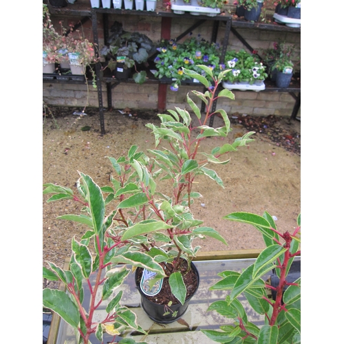 3115 - A variegated Portuguese Laurel