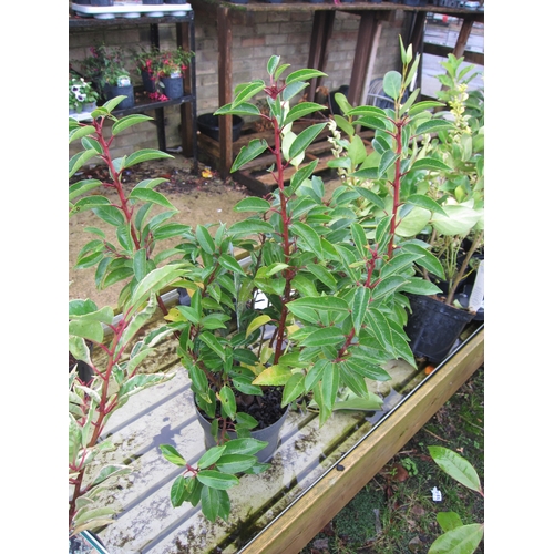 3116 - A Portuguese Laurel