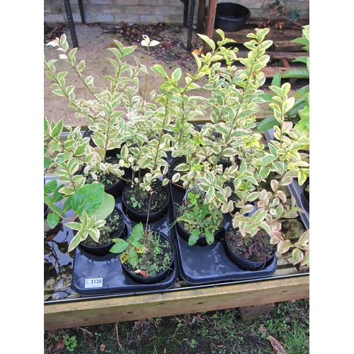 3120 - 12 variegated Privet