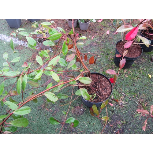 3123 - A Photinia 