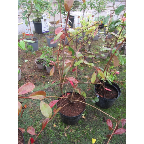 3124 - A Photinia 