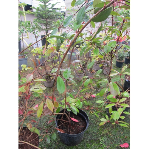 3125 - A Photinia 