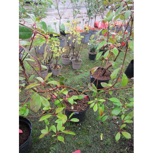 3126 - A Photinia 