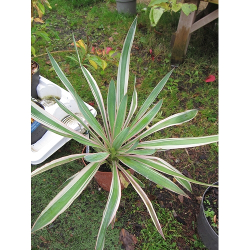 3139 - A variegated Yucca