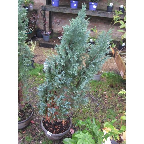 3143 - An ornamental Conifer