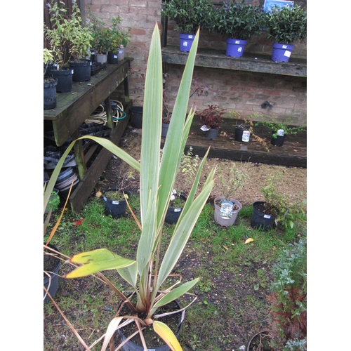 3145 - A Phormium