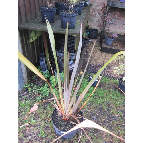 3146 - A Phormium