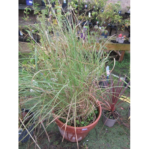 3150 - A Miscanthus Grass in terracotta pot