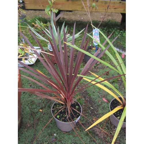 3151 - A red Cordyline