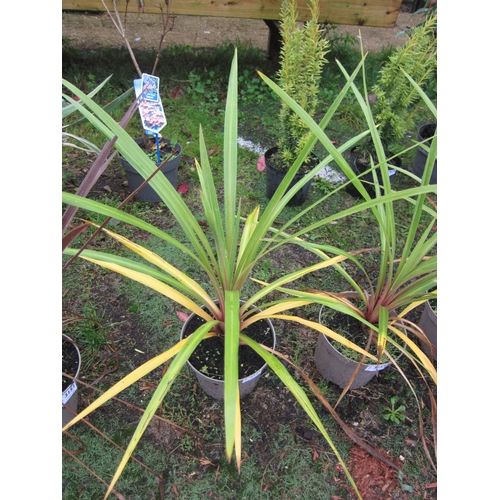 3152 - A green Cordyline