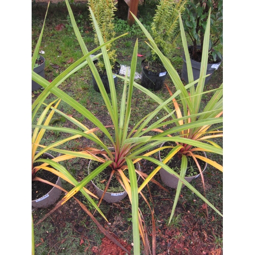 3153 - A green Cordyline