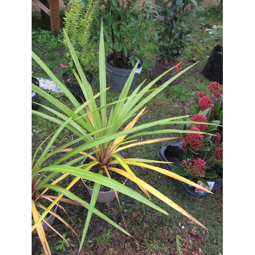 3154 - A green Cordyline