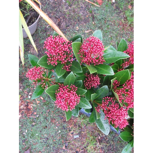 3155 - A Skimmia 