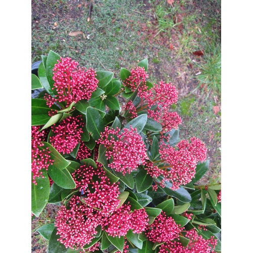 3156 - A Skimmia 