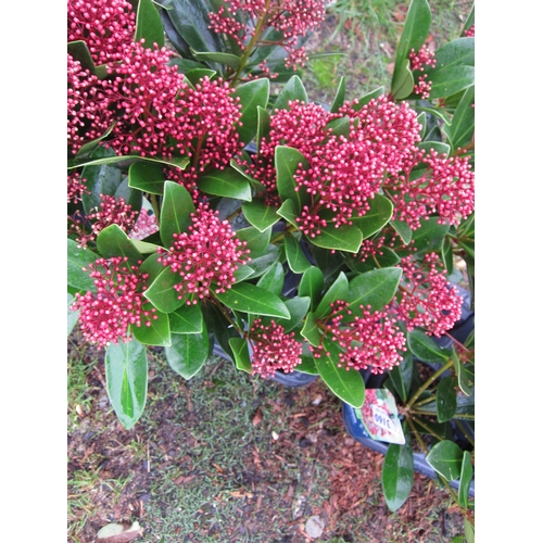 3157 - A Skimmia 