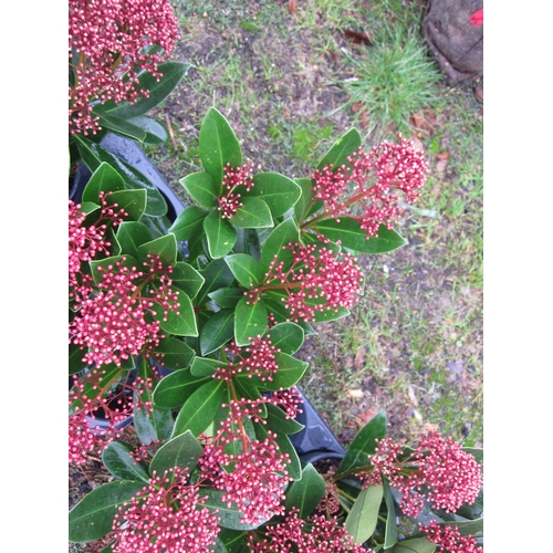 3158 - A Skimmia 