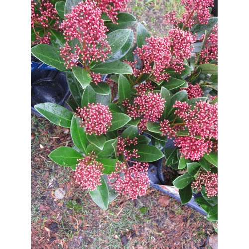 3159 - A Skimmia 