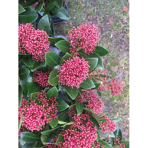 3160 - A Skimmia 