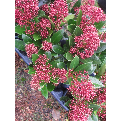 3161 - A Skimmia 