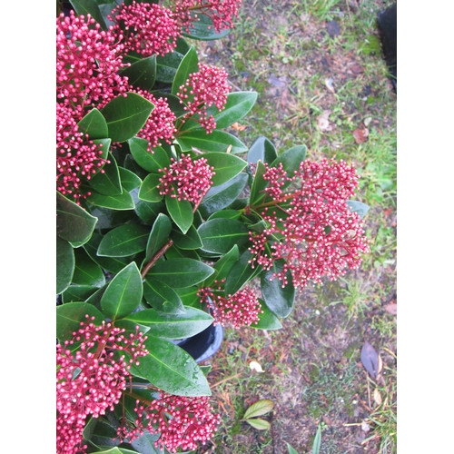 3162 - A Skimmia 